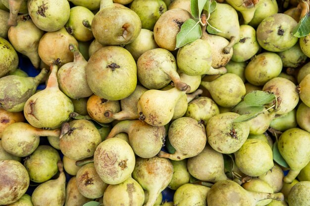 Lots of fresh pears fruits plucked from branch of pears tree.