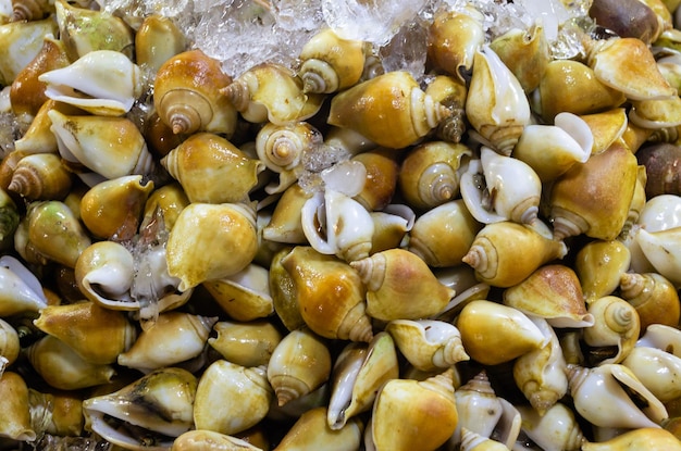 Lots of fresh rapana shellfish at a seafood market in Thailand