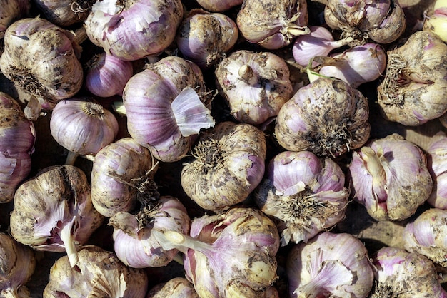 Lots of garlic from the new crop Background Top view