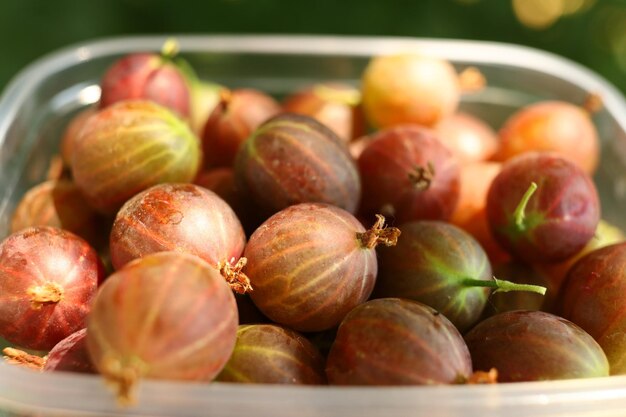 Lots of gooseberries Harvest gooseberry berries