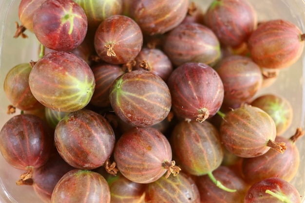 Lots of gooseberries Harvest gooseberry berries