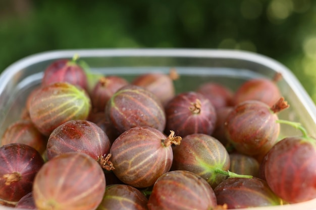 Lots of gooseberries Harvest gooseberry berries