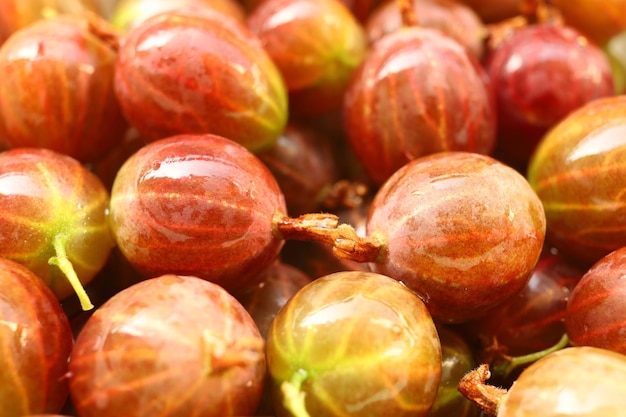 Lots of gooseberries Harvest gooseberry berries