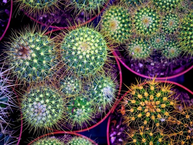 Lots of green cacti with colored thorns in pots close-up view from above horizontal abstract background selective focus defocus macrophotography gardening dacha growing