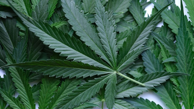 Lots of green marijuana leaves closeup background