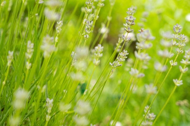 植物園にはラベンダーの花がたくさん