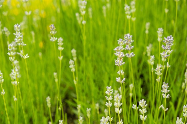 植物園にはラベンダーの花がたくさん