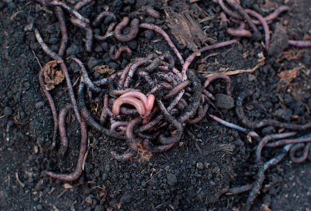 Lots of live earthworms to catch in the soil background