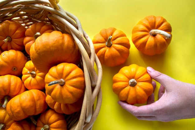 Lots of mini pumpkins in basket hand holds pumpkin Bright yellow background Autumn decor Space for text