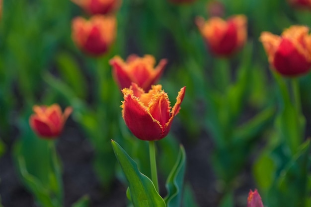 Lots of multicolored tulips in the garden Red yellow orange flowers tulips bloom in spring