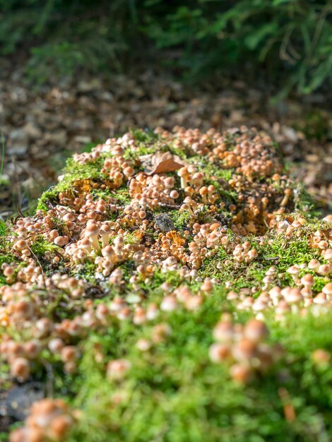 lots of mushrooms