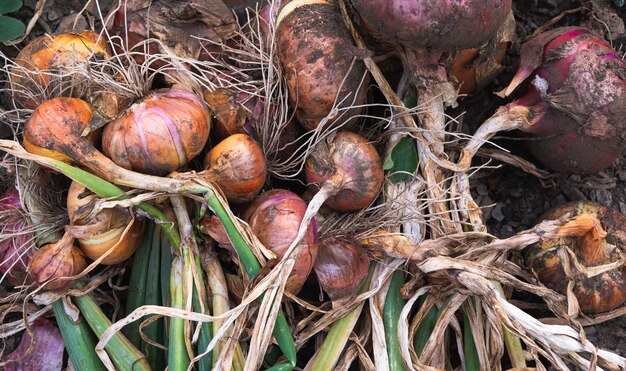 Lots of onions at harvest time