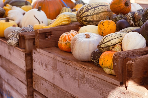 Photo lots of orange pumkins on pumpkin farm