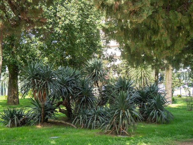 野原にたくさんのヤシの木 公園のヤシの木 美しい木々 南部の植物