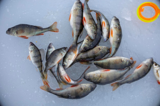 Lots of perch fish on ice. Winter fishing.