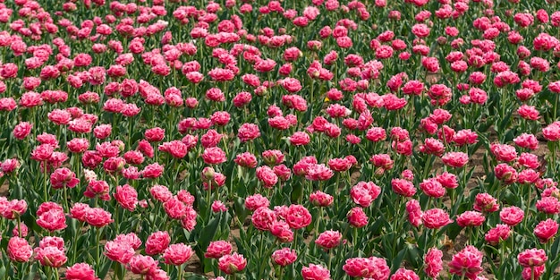 Lots pink peonies on green field beautiful flowers in large flower bed blooming plants in nature