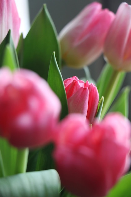 Photo lots of pink tulips in closeup a delicate bouquet for the holiday