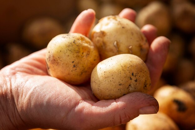 Photo lots of potatoes at the market on a sunny day a traditional vegetable in world cuisine womens hands hold several tubers closeup