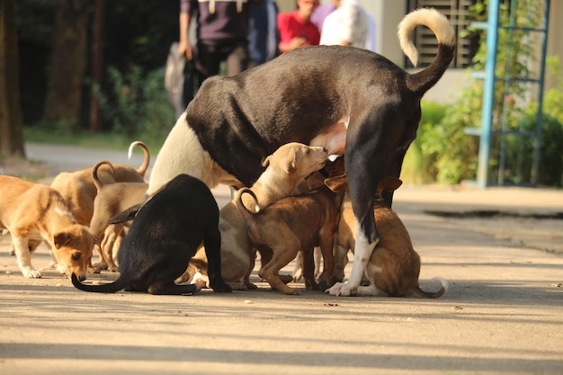 Lots of puppies and a dog