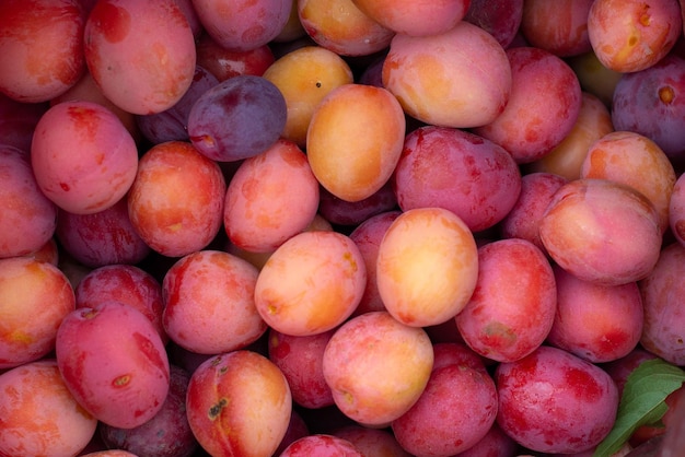 Lots of red and purple ripe plums.top view.background.