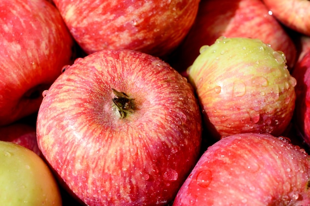 Lots of red ripe apples with water drops on