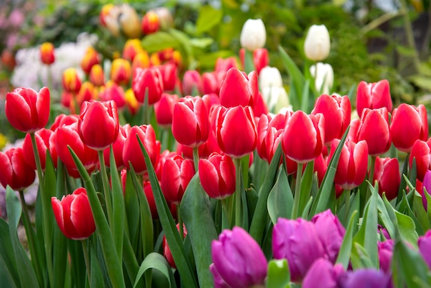 Lots of red Tulips in the garden in spring