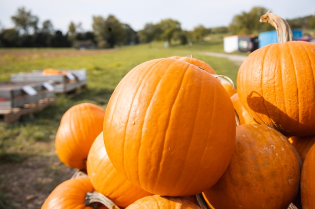 Lots of ripe orange pumpkins in the field Top view flat lay