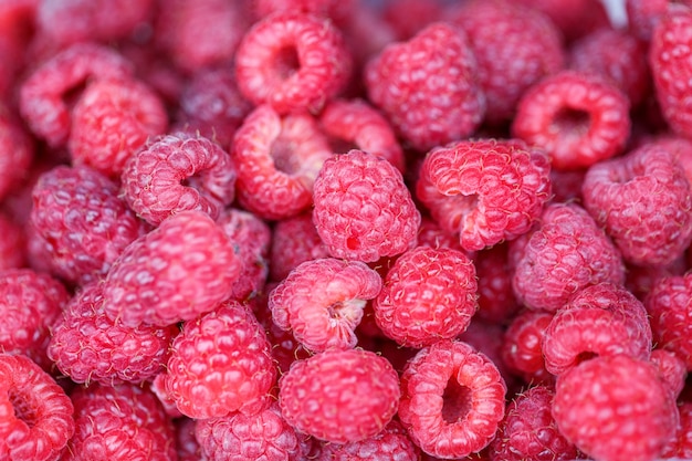 Lots of ripe raspberries