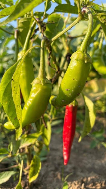 Un sacco di peperoncini rossi maturi crescono nel letto del giardino primo piano