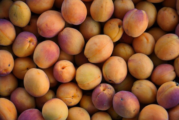 Lots of Ripe yellow apricots closeup top view