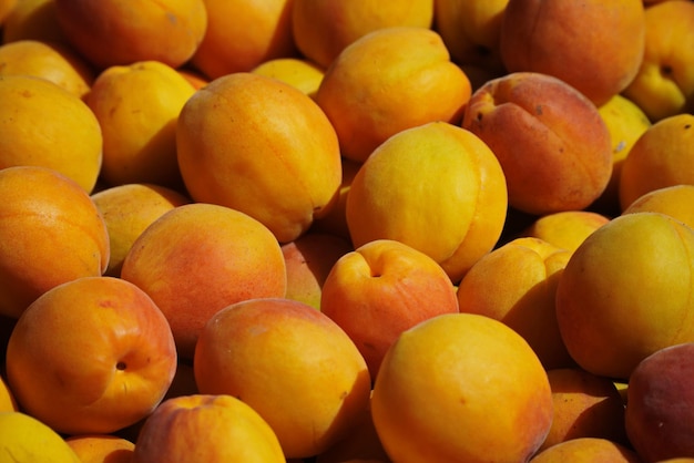 Lots of Ripe yellow apricots closeup top view