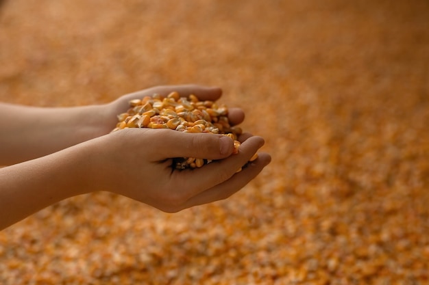 Lots of scattered corn kernels, hands holding the corn in handfuls.