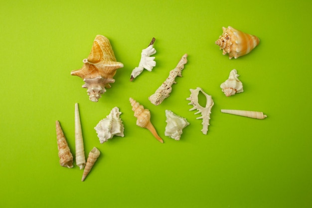 Lots of seashells on a plain green background