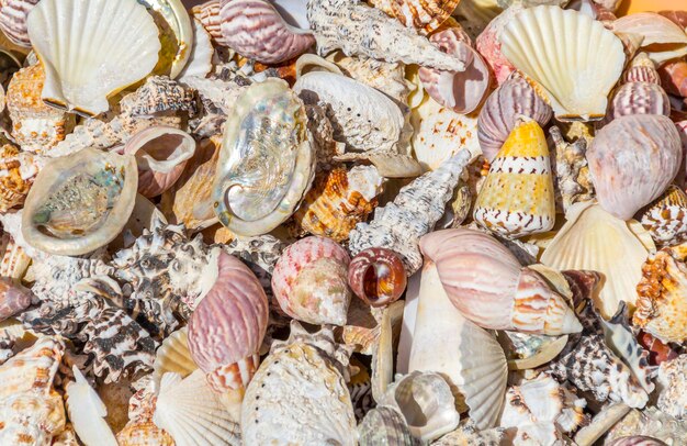 lots of seashells