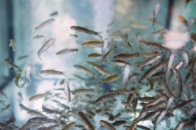 Множество мелких рыбок гарра руфа в аквариуме для пиллинга или рыбном спа