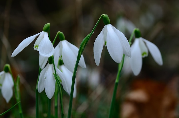 Lots of snowdrops in the forest