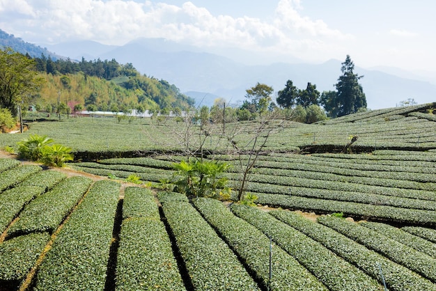 Photo lots of tea field over the mountain in alishan of shizhuo in taiwan