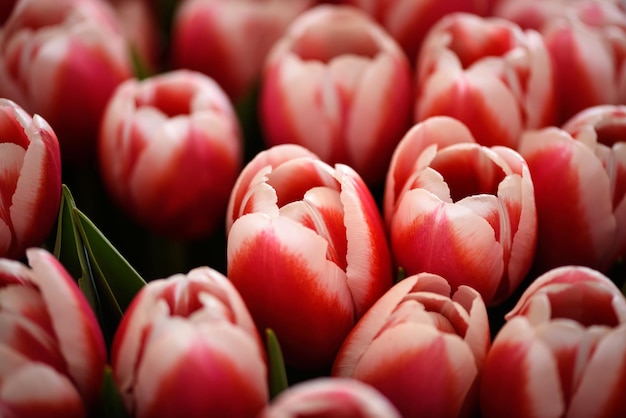 Un sacco di tulipani in fiore bicolore sfondo di fiori