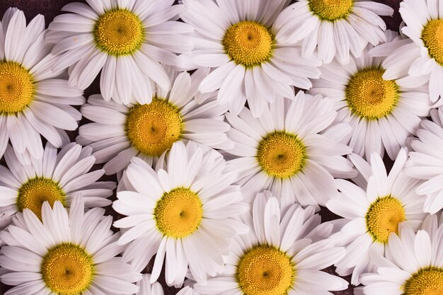 Lots of white chamomile flowers chamomile flowers background