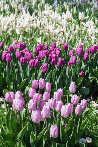 Lots of white lilac and purple tulips in the park