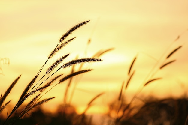 Lots of wild flowers in sunset