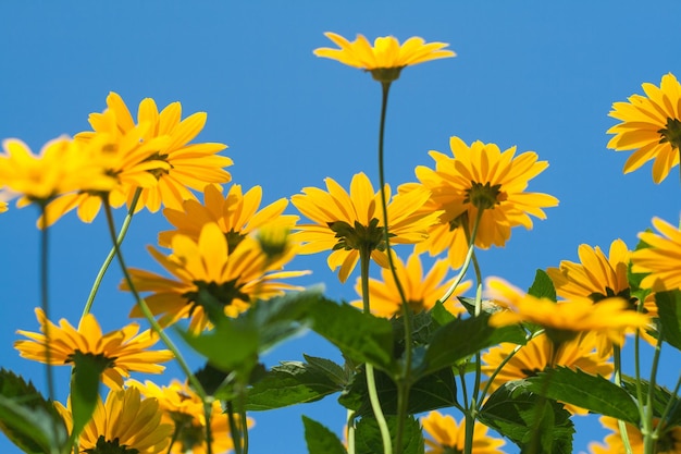 Lots of yellow daisies on a background of blue sky