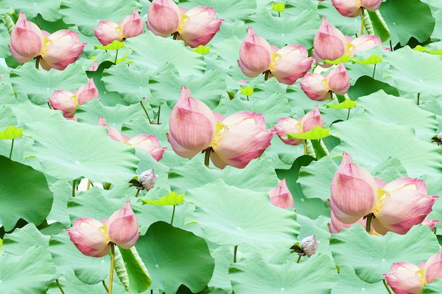 Lotus background and lotus leaf in the river