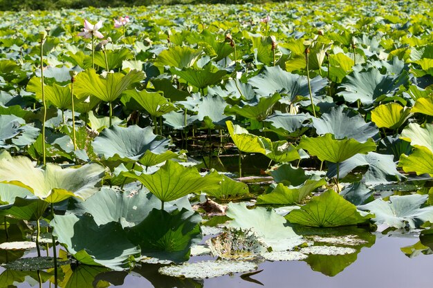 lotus background