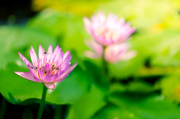 Lotus in beautiful nature.
