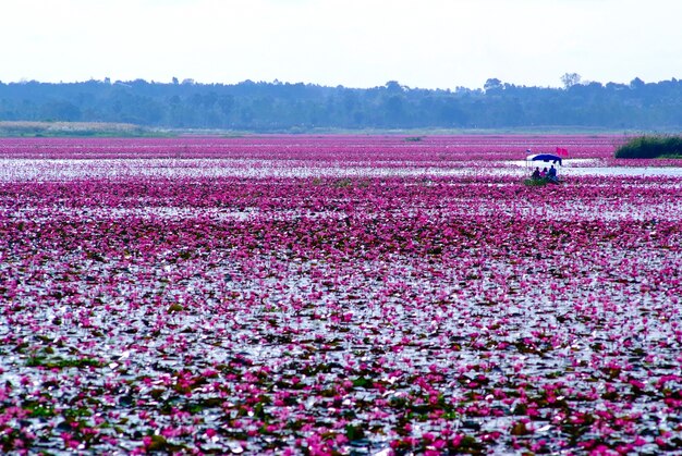 lotus bij het meer