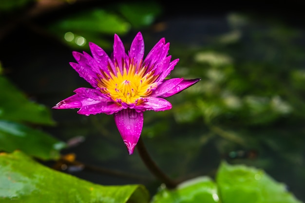 lotus bloeien op water