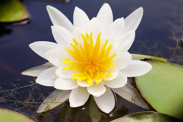 Lotus bloeit close-up.