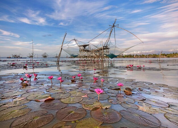 Lotus bloeit in het meer met visnetten die op een gebouwde structuur in de achtergrond hangen