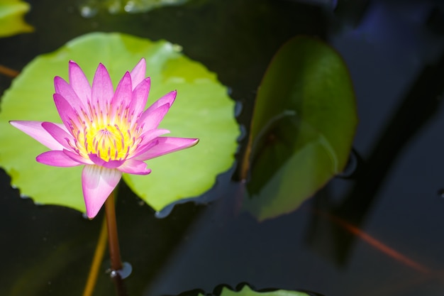 Lotus bloeit roze avond